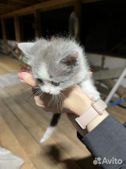 Отдам в добрые руки