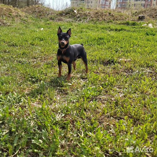 Цвергпинчер