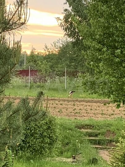 Участок 20 сот. (СНТ, ДНП)