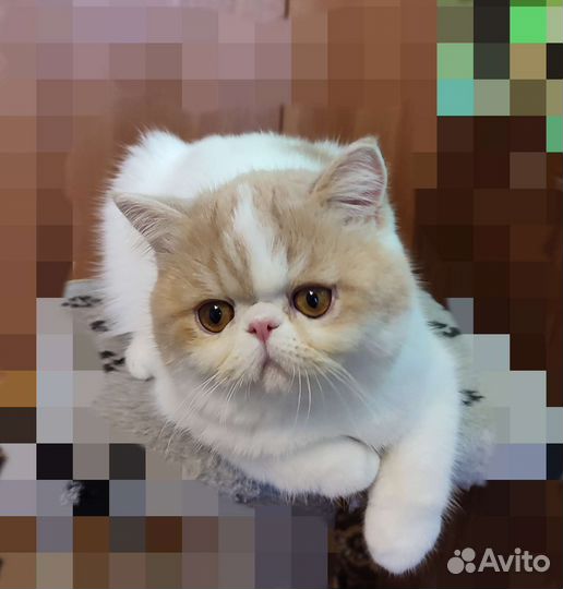 Экзотики Малыш Арлекин