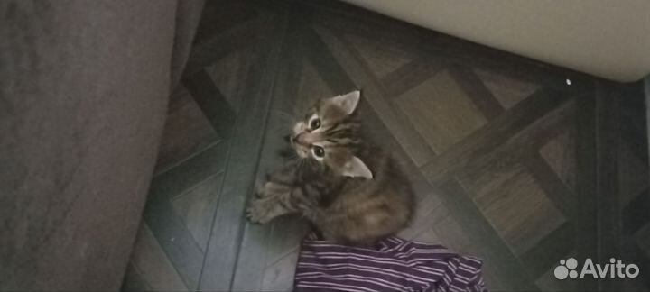 Кошечка мейн-кун
