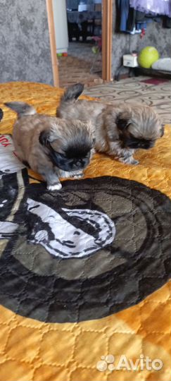 Щенки пекинеса