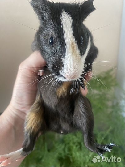 Морские свинки