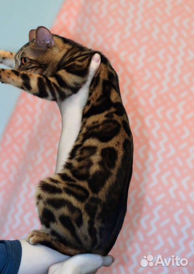 Бенгальская девочка