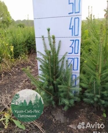 Зкс и окс Сосна Ель Лиственница сеянцы Голуб горн
