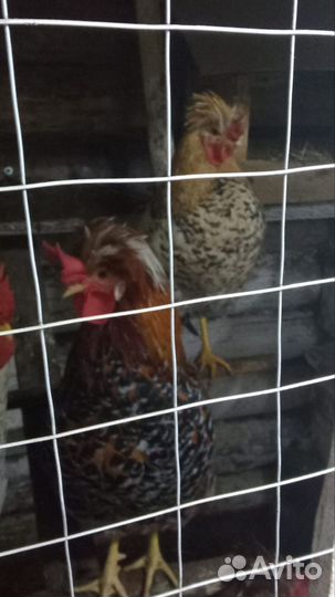 Инкубационное яйцо