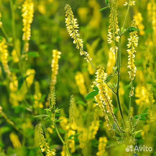 Семена Донника желтого опт