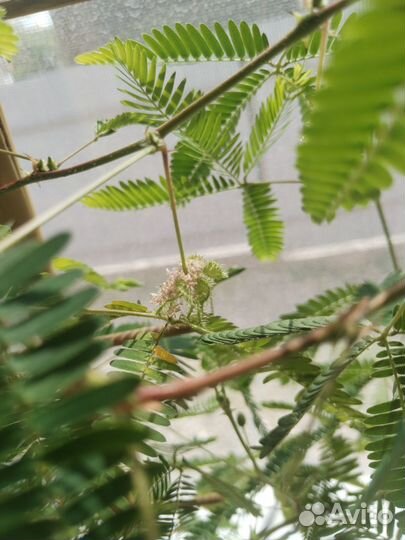 Комнатные растения цветы