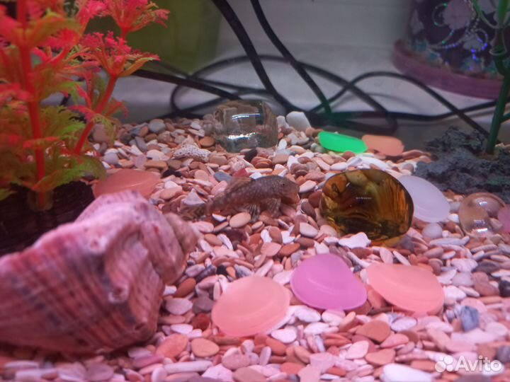 Сомики анциструсы