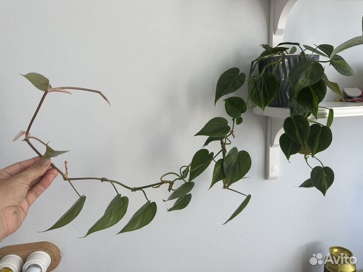 Лианы, сциндаптусы