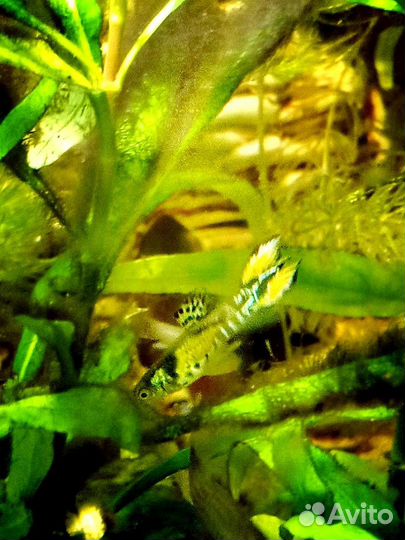 Гуппи желтый тигр, моллинезия Снежинка