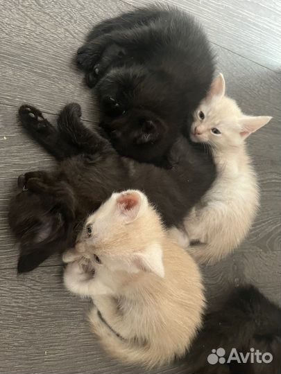 Котята в добрые руки 1 месяц даром