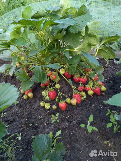 Клубника саженцы японский сорт Кипча