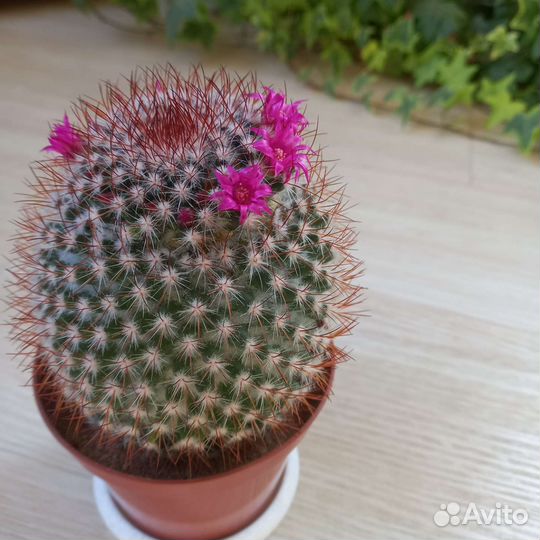 Кактусы и суккуленты