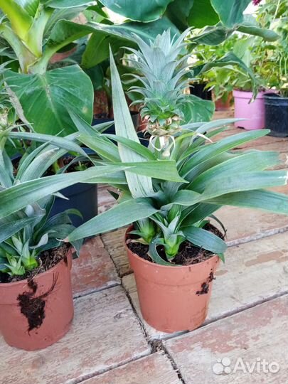 Банан, пальма, замиокулькас чёрный