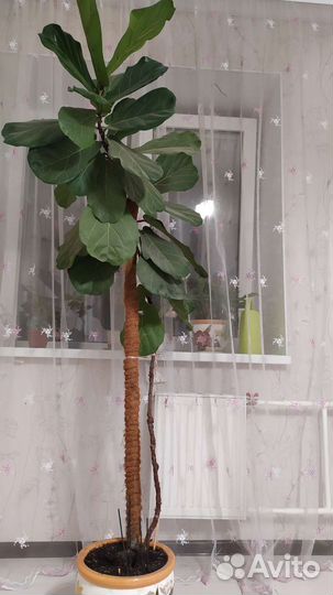 Фикус лирата, высота 2.1 метра