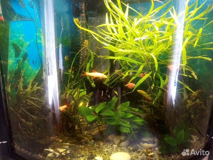 Аквариум угловой с тумбой