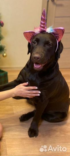 Лабрадор на прокат