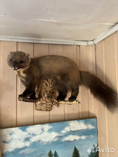 Чучела животных