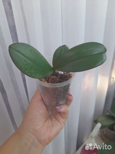 Орхидея фаленопсис