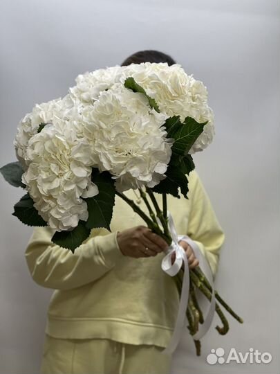 Гортензии белые