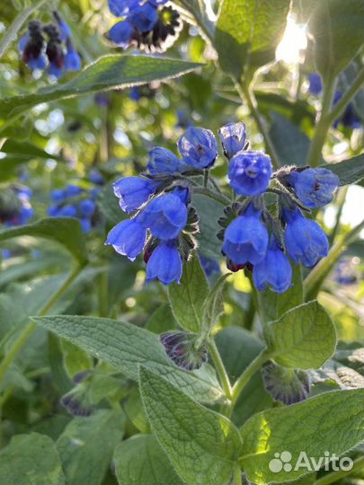 Окопник и папортник