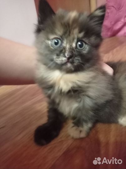 Котёночек девочка ищет семью