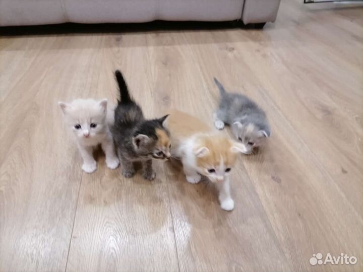 Котята в добрые руки