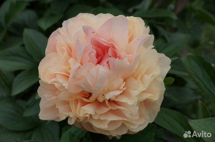 Пионы саженцы корни Бъорн -Олоф