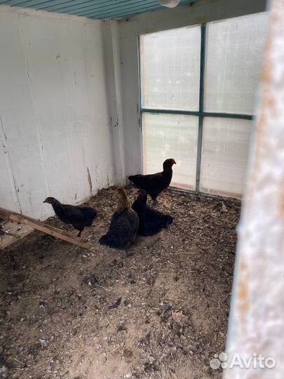 Фавероль куры