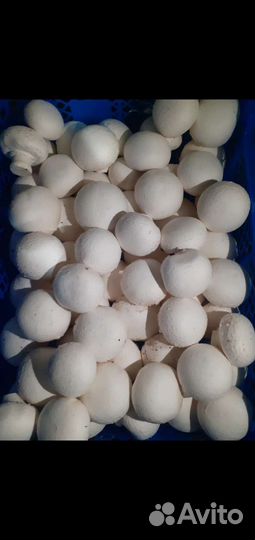 Грибы шампиньоны