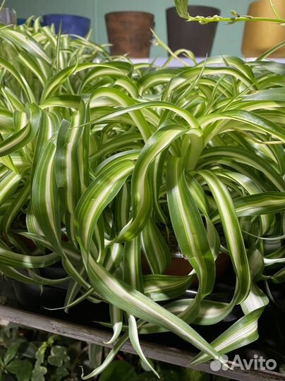 Хлорофитум