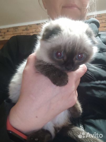 Кошка в дар