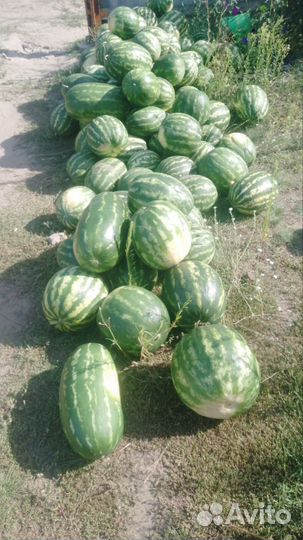 Продается арбуз оптом