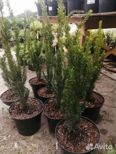 Тис ягодный