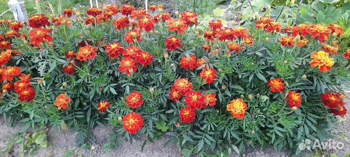 Бархатцы рассада