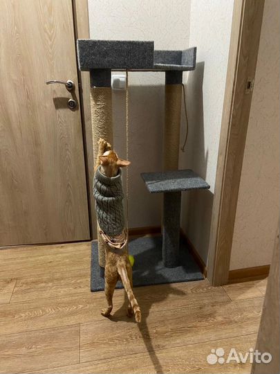 Когтеточка