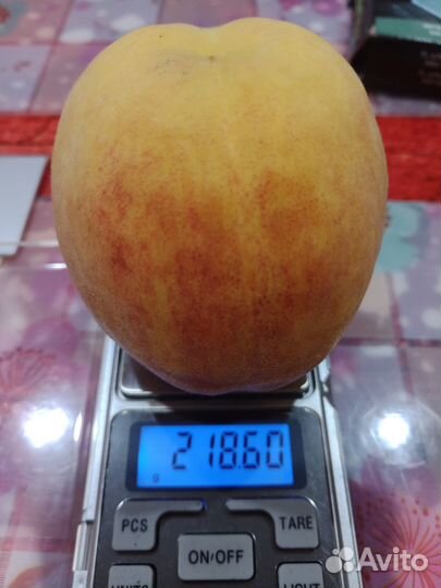 Плодовые деревья