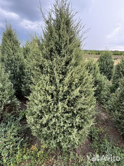 Можжевельник хиберника 1 м -3 м