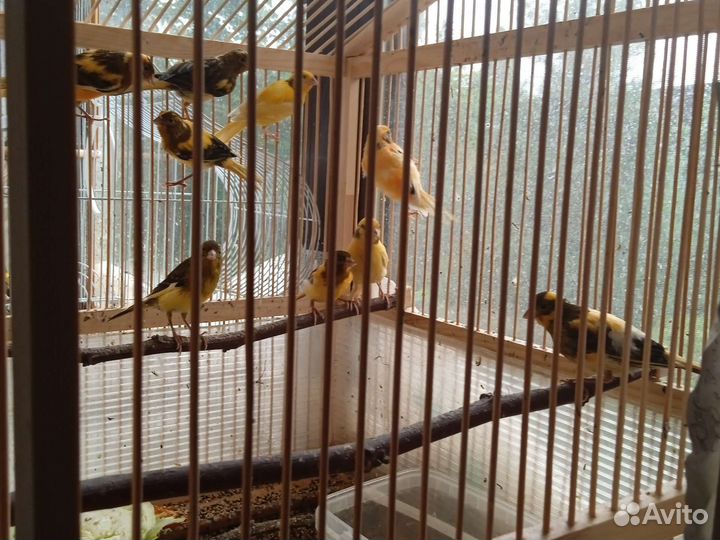 Молодые кенары