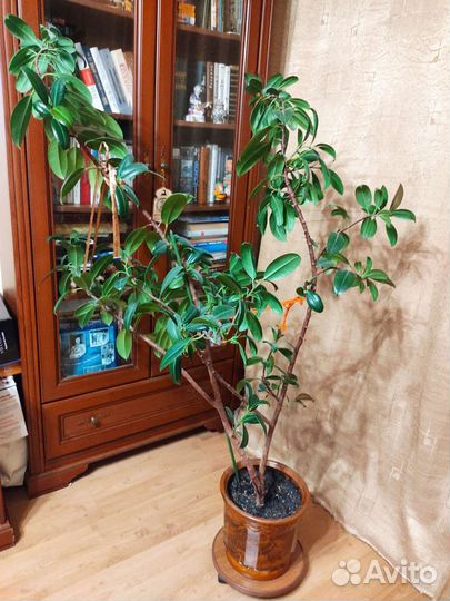 Фикус бенджамина большой