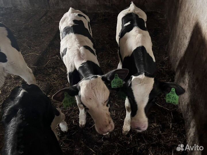 Бычки телята
