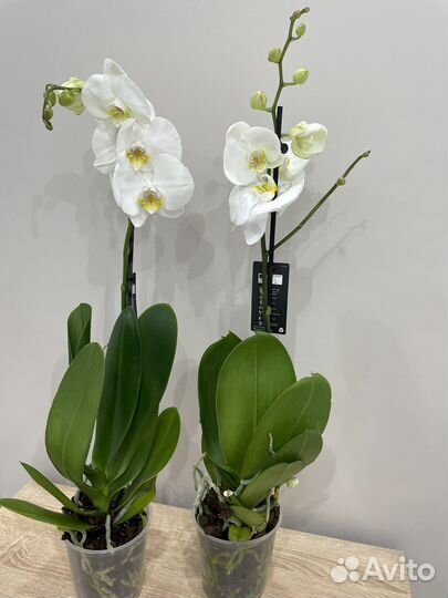 Орхидея фаленопсис 1650. Доставка бесплатно