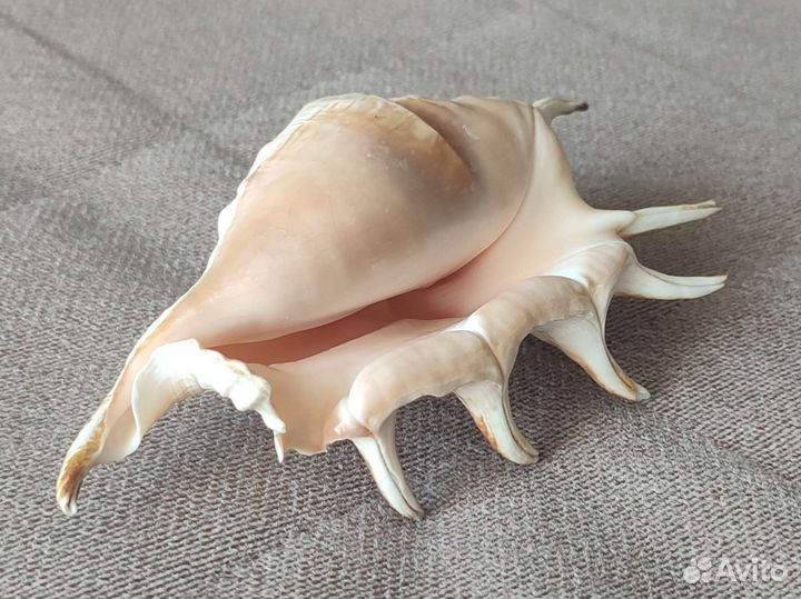 Морские ракушки раковины