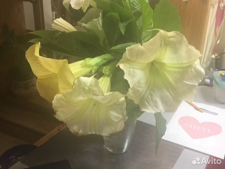 Бругмансия