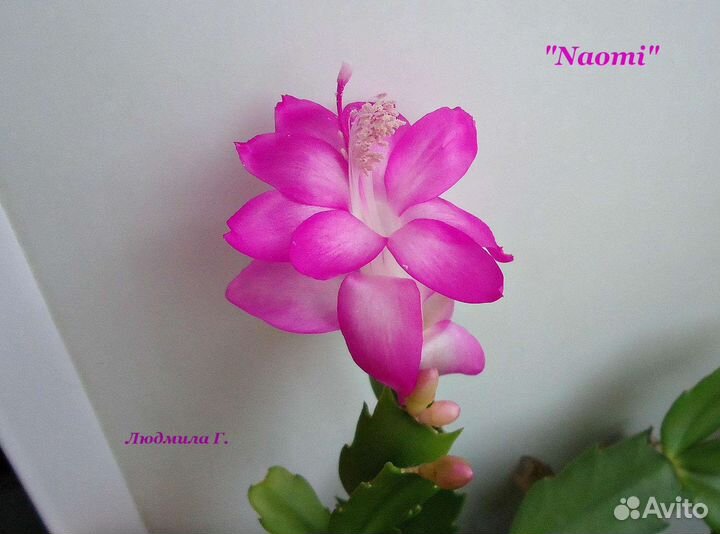 Декабрист шлюмбергера сортовые