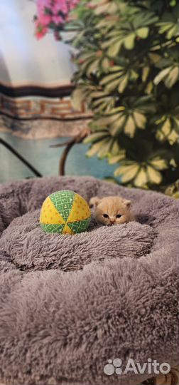 Котята хайленд фолд