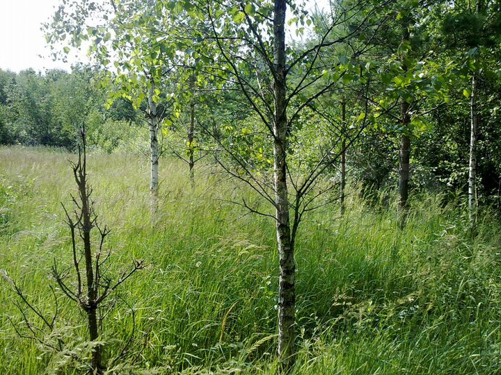 Участок 15 сот. (СНТ, ДНП)