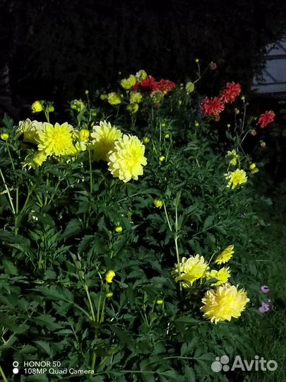 Георгины клубни продаю либо обмен