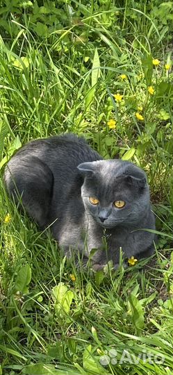Шотландский кот вязка